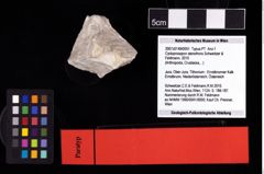 NHMW-GEO-2007z0149-0051_Ol_02.tifCycloprosopon stenofrons (Schweitzer & Feldmann, 2010)  (NHMW-GEO-2007z0149-0051)